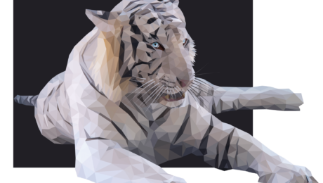 White Siberian Tiger